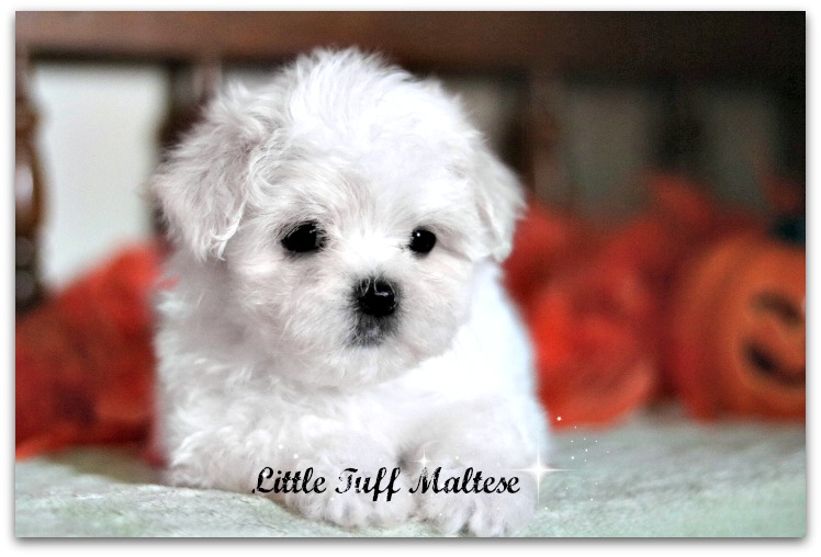 little tuff maltese